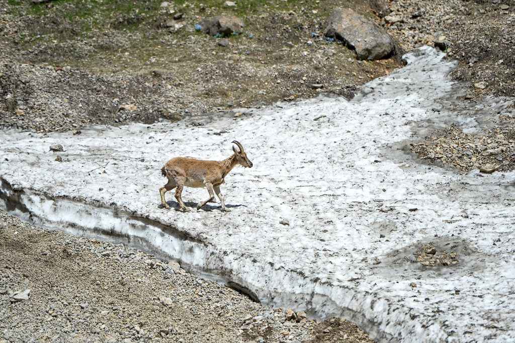 Tunceli'de yaban hayat görüntülendi 